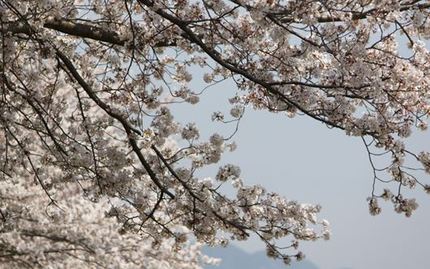 足久保の桜