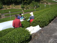 greenweek