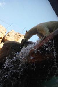 日本平動物園・春の動物園祭り