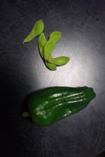 夏野菜初収穫☆