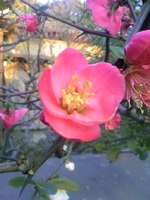 今日から新年度！