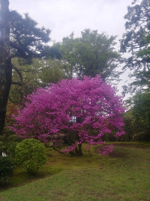 ミツバツツジ