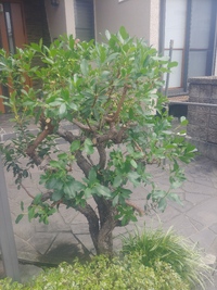 イチゴノキ
