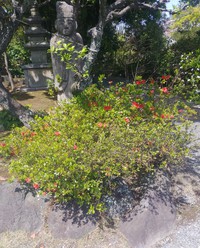 キリシマツツジ