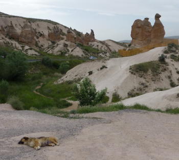 ラクダ岩と犬