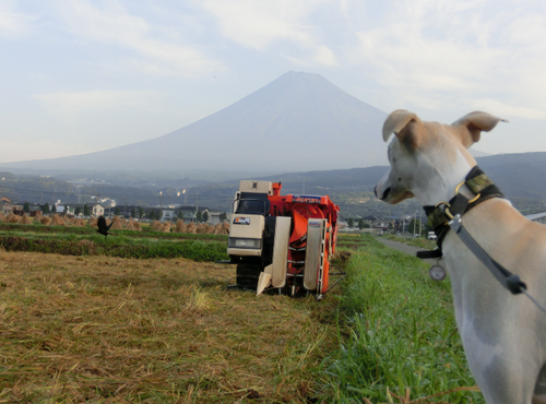 今朝の富士山～９月２１日～