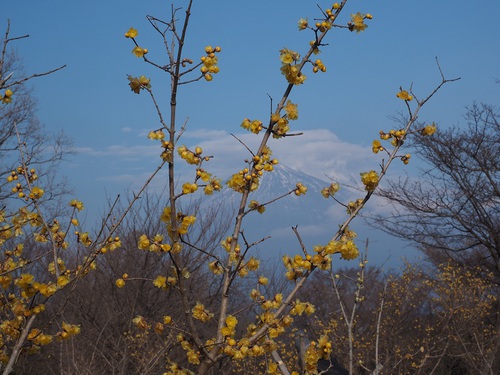 蝋梅と富士山～１月５日～