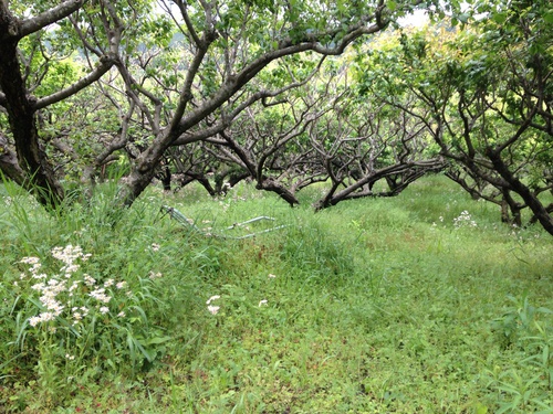 かねよし農園☆草刈り