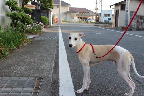 コスモと朝散歩♪♪