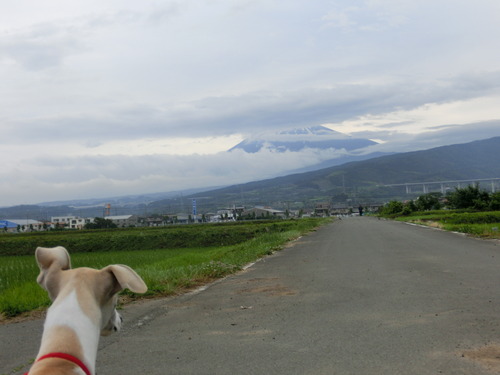 今朝の富士山～朝の散歩編～