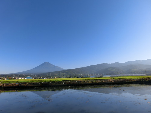 今朝の富士山～朝散歩編～