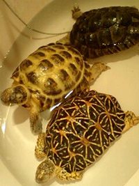 温泉に
