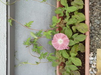 緑のカーテン作成！朝顔お花が咲きました。