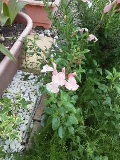 お花が咲いた！