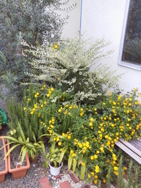 よく咲いているお庭の花たち！