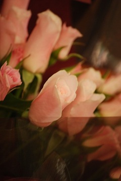 あなたには、綺麗な薔薇がよく似合う(笑)
