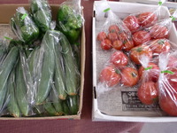 夏野菜入荷中！！