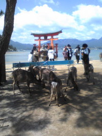 厳島神社で結婚式
