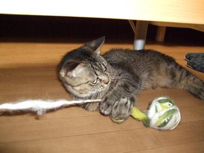 遊ぶニャ〜=＾ェ＾=