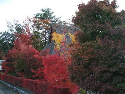 紅葉の富士山紀行〜河口湖の富士と紅葉まつり