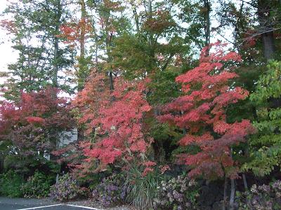 紅葉の富士山紀行〜河口湖の富士と紅葉まつり