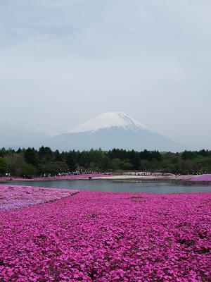 富士と芝桜