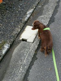 ヘルニア　手術