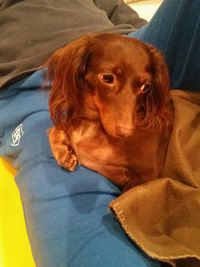ヘルニアと炎症