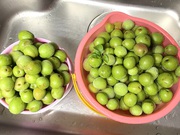 庭の梅の実が6㎏も落ちたなしまいました・残念！