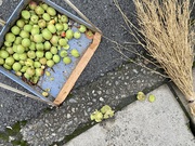 庭の梅の実が6㎏も落ちたなしまいました・残念！