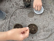 沢地小学校・バケツ稲PJ2回目❣️発芽した種もみを土に植える