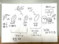 沢地小学校でのバケツ稲づくり、始まりました！