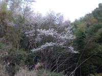 山桜
