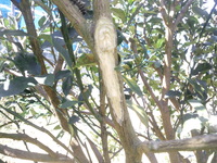 鳥獣害