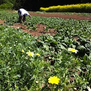 韮山 高橋農園さんで農業体験！