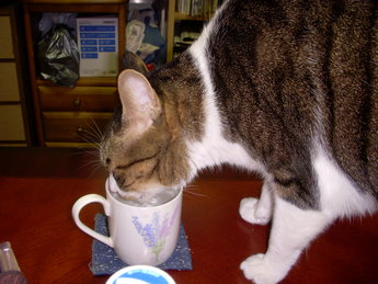 水飲みトラちゃん