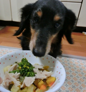 イヌだって　春便りごはん♪