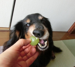 ぶどう狩りだワン♪