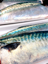 青魚 2022/03/10 14:05:51