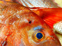 お子様にジャパニーズなお魚を！② 2022/03/10 23:54:05