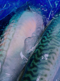 青魚いろいろ！ 2022/03/02 12:00:40