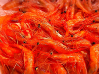 近海鮮魚で手巻き寿司盛り 2022/03/10 20:08:07