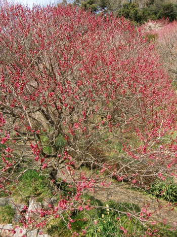 丸子の梅園
