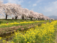 サクラと菜花