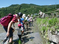 棚田の田植え