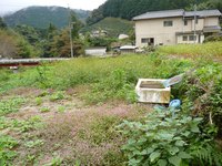 草取りとセダム栽培