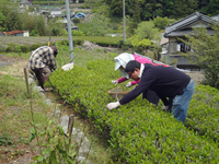 茶摘み　ソバ打ち　春ソバ種まき