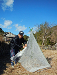 レモンの木の防寒補修しました