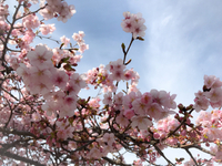 木の花