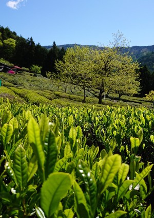 オクシズの5月